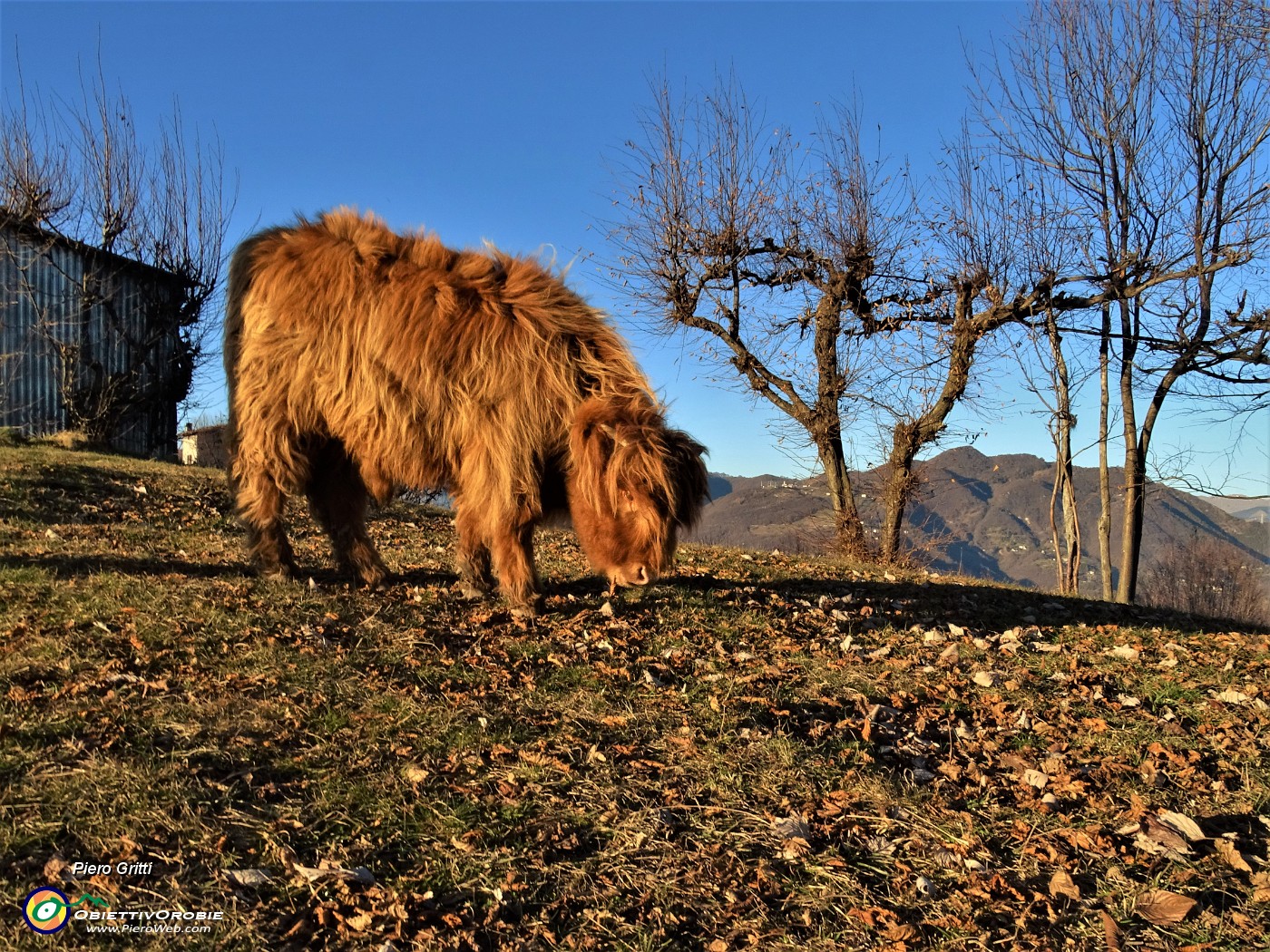 69 Agriturismo Prati Parini -Mucca scozzese (Highlander) al pascolo.JPG